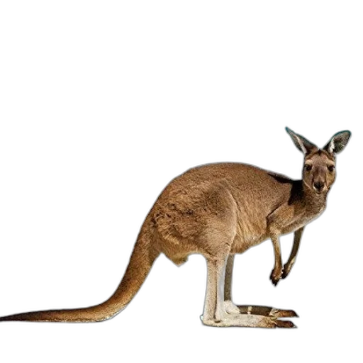 animal, creature, staff, shoes transparent PNG cut-out