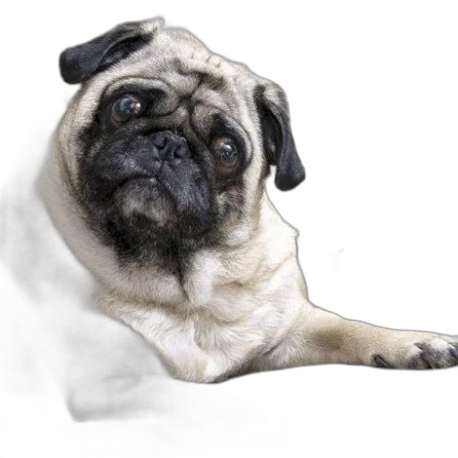 animal, creature, staff, face transparent PNG cut-out