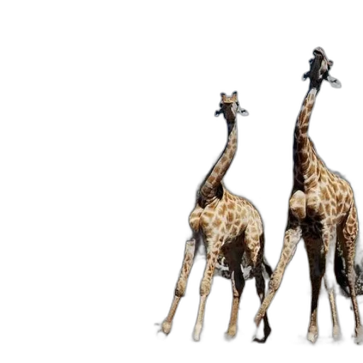animal, concept art, 3d render, photorealistic transparent PNG cut-out