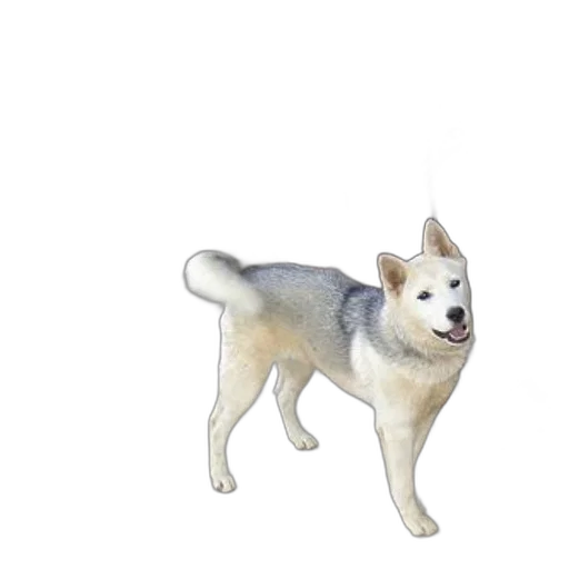 animal, creature, staff, weapon transparent PNG cut-out