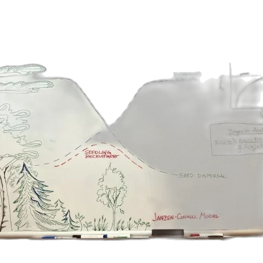 concept art, forest, fog, underwater transparent PNG cut-out