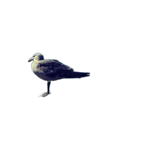 animal, creature, staff, shoes transparent PNG cut-out