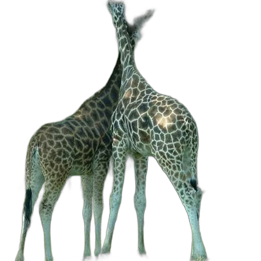 animal, creature, staff, crown transparent PNG cut-out