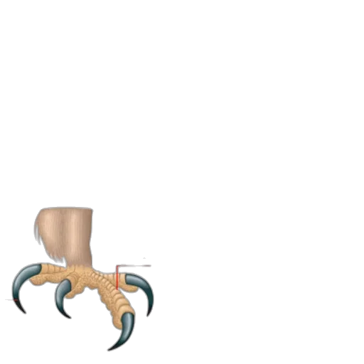 creature, jewelry, crown, shoes transparent PNG cut-out