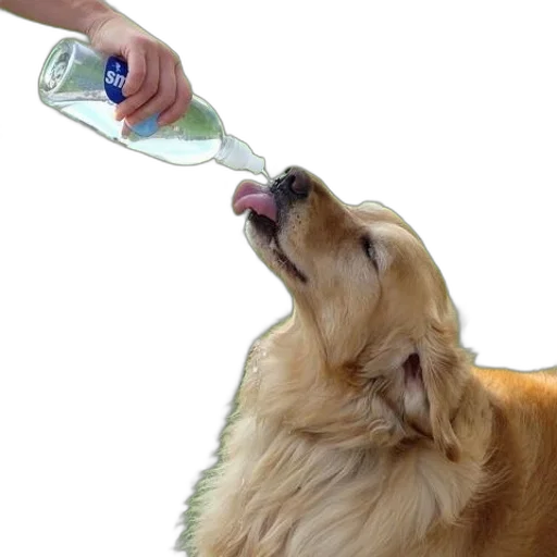 bottle, food, animal, creature transparent PNG cut-out