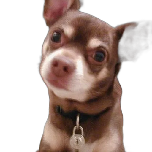 staff, animal, creature, jewelry transparent PNG cut-out