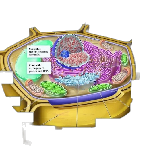 food, detailed, diagram, animal transparent PNG cut-out