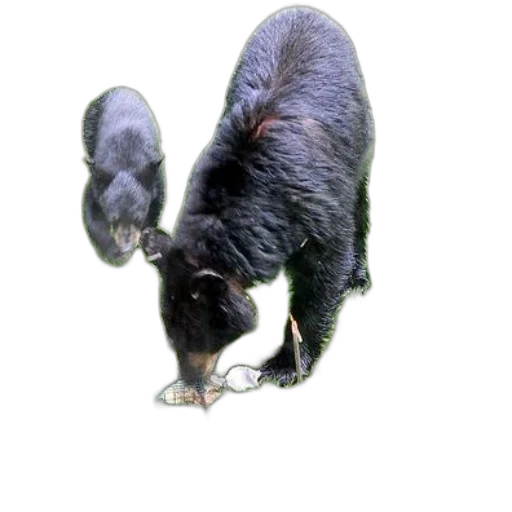 animal, creature, staff, hair transparent PNG cut-out