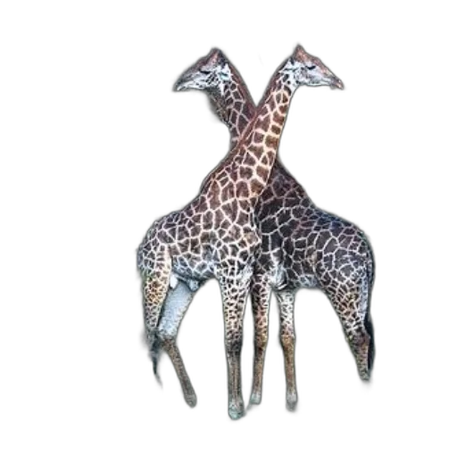 animal, jewelry, crown, creature transparent PNG cut-out