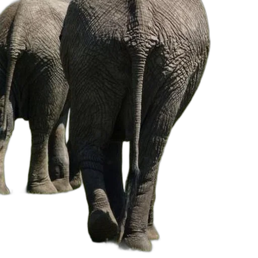 animal, creature, umbrella, weapon transparent PNG cut-out