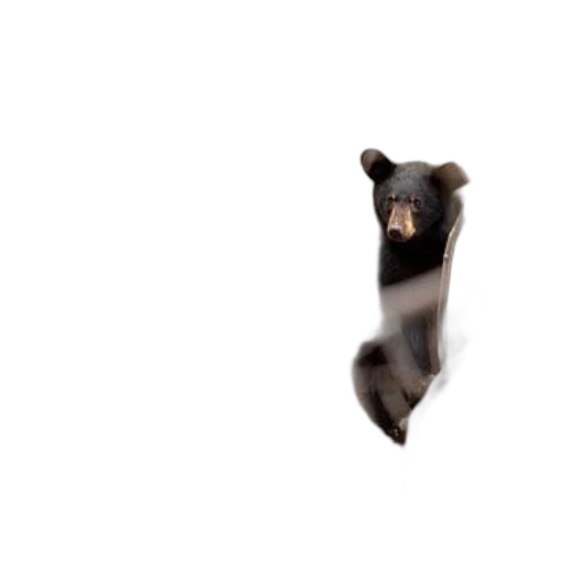 animal, creature, shoes, staff transparent PNG cut-out