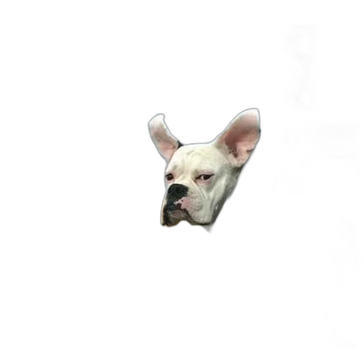 animal, creature, face, staff transparent PNG cut-out