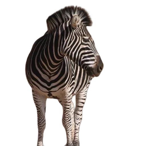 animal, creature, furniture, jewelry transparent PNG cut-out