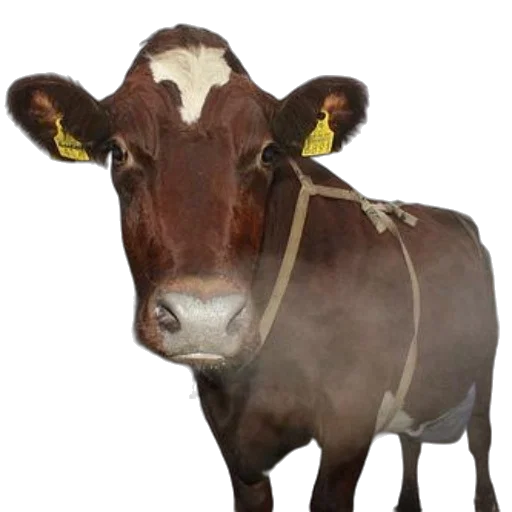 animal, face, creature, mask transparent PNG cut-out