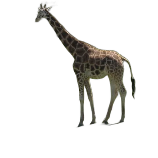 animal, creature, staff, weapon transparent PNG cut-out