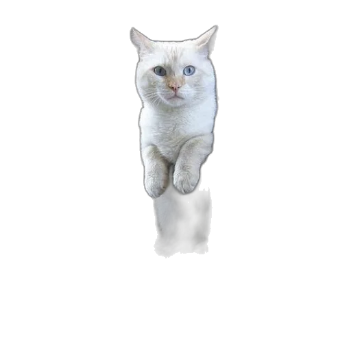 animal, staff, creature, jewelry transparent PNG cut-out