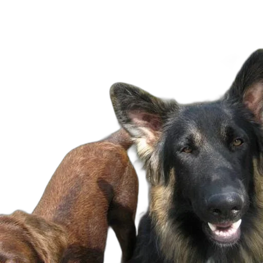 animal, staff, creature, face transparent PNG cut-out
