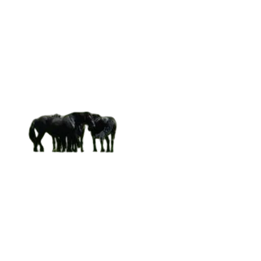animal, creature, hair, furniture transparent PNG cut-out