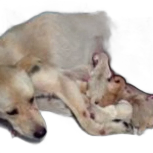 animal, staff, creature, oil painting transparent PNG cut-out