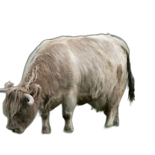 animal, creature, hair, staff transparent PNG cut-out