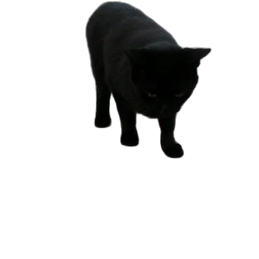 animal, creature, staff, hat transparent PNG cut-out