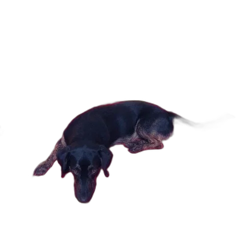 animal, creature, staff, hair transparent PNG cut-out