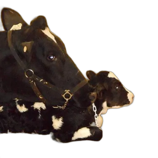 crown, shoes, jewelry, animal transparent PNG cut-out