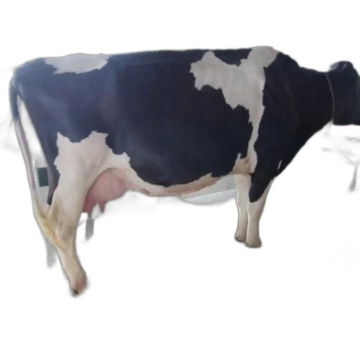 animal, food, robot, jewelry transparent PNG cut-out