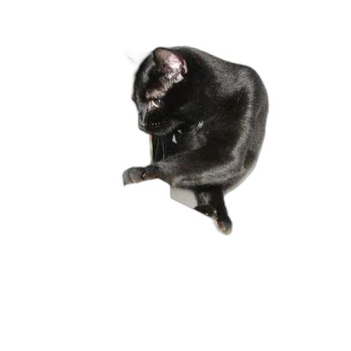 animal, staff, creature, jewelry transparent PNG cut-out
