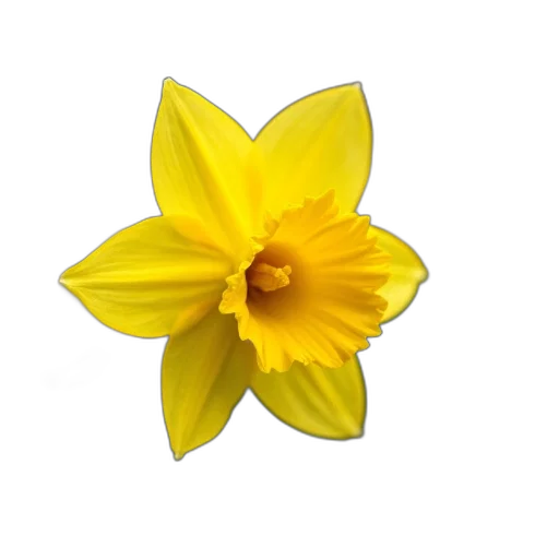 flower, crown, jewelry, staff transparent PNG cut-out