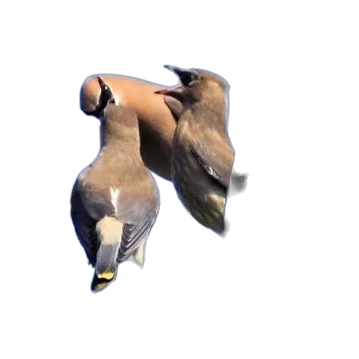 animal, creature, weapon, shoes transparent PNG cut-out