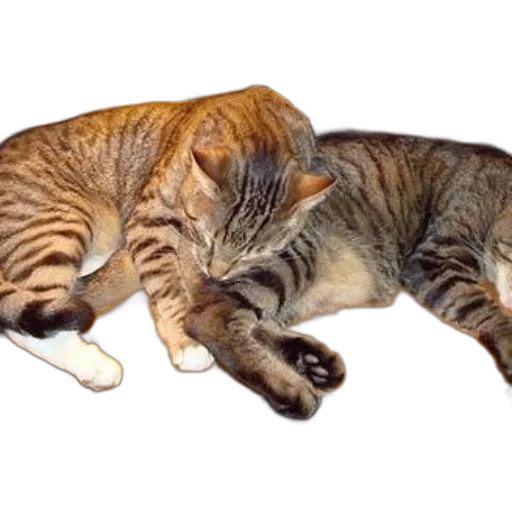 photorealistic, two, cats, lounging transparent PNG cut-out