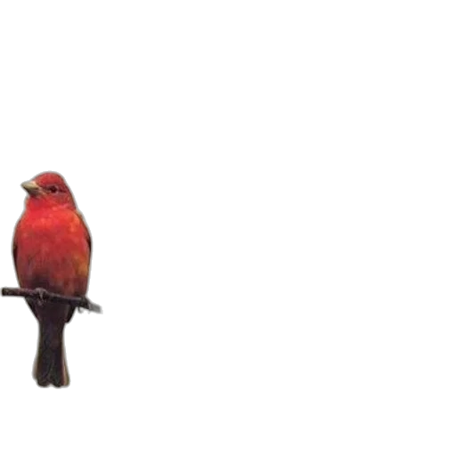 animal, creature, crown, staff transparent PNG cut-out