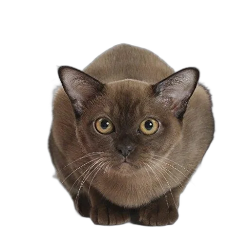 animal, creature, face, hair transparent PNG cut-out