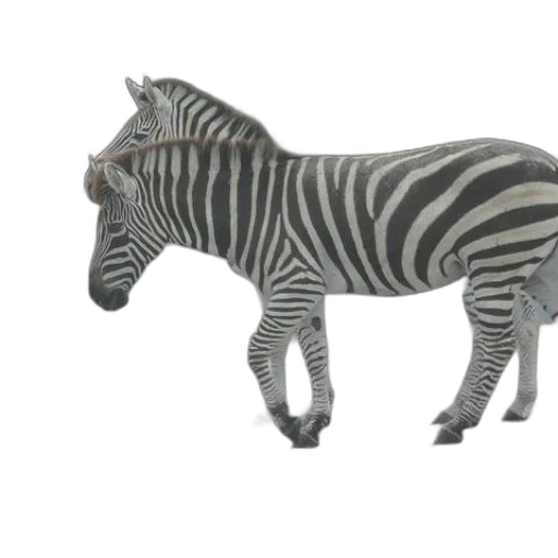 animal, creature, jewelry, staff transparent PNG cut-out