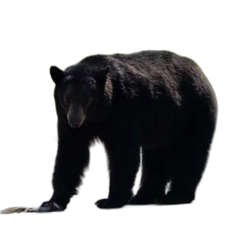 animal, staff, creature, weapon transparent PNG cut-out