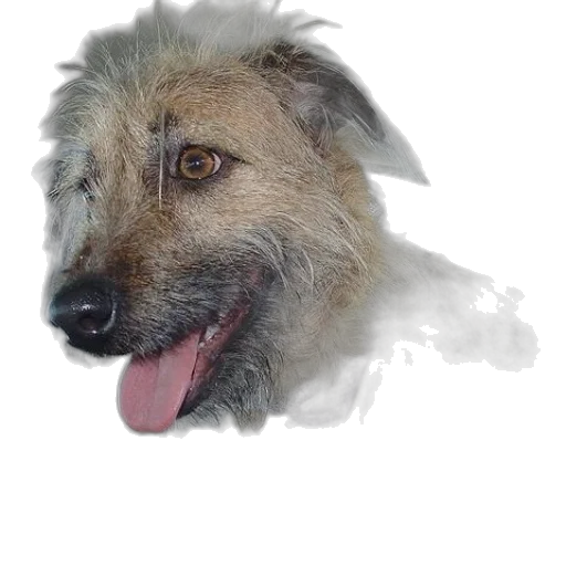 animal, creature, staff, face transparent PNG cut-out