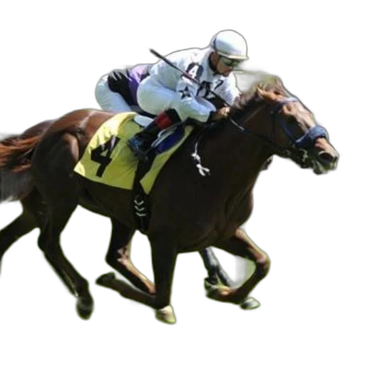 animal, photorealistic, jockey, horseback transparent PNG cut-out