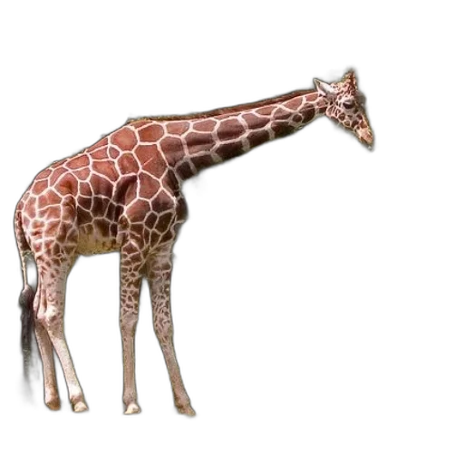 animal, creature, staff, weapon transparent PNG cut-out
