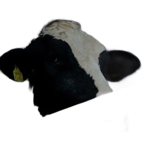 hat, animal, mask, face transparent PNG cut-out