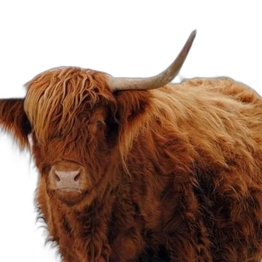 animal, face, hair, creature transparent PNG cut-out