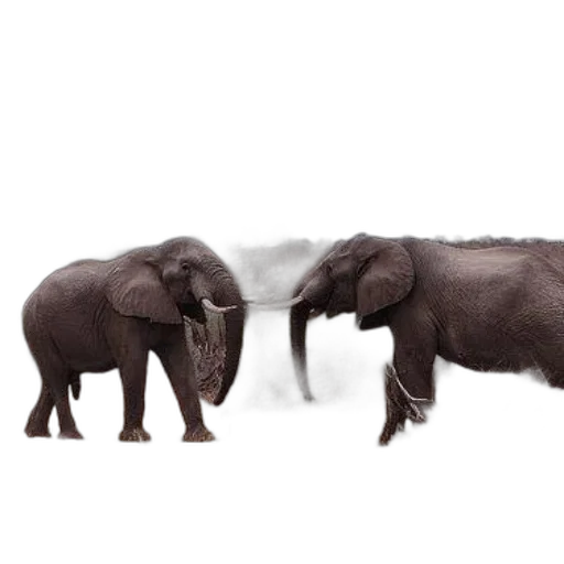 animal, creature, hair, concept art transparent PNG cut-out