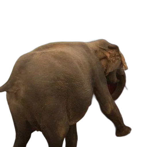 animal, creature, staff, concept art transparent PNG cut-out