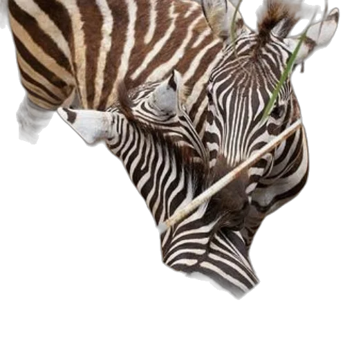 animal, hat, crown, creature transparent PNG cut-out