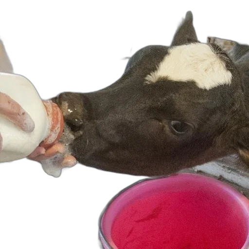 animal, food, creature, person transparent PNG cut-out