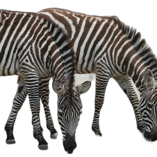 animal, creature, furniture, weapon transparent PNG cut-out