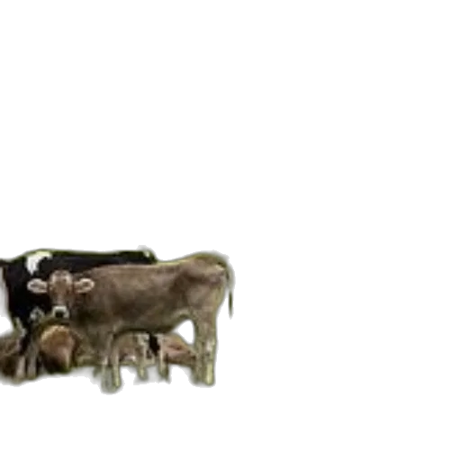 animal, food, furniture, weapon transparent PNG cut-out