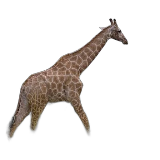 animal, creature, staff, weapon transparent PNG cut-out
