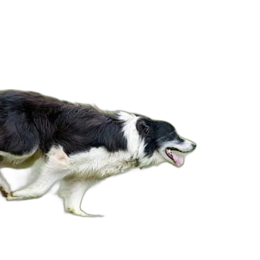 animal, creature, staff, photorealistic transparent PNG cut-out