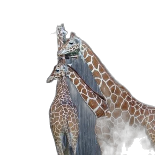 animal, dragon, creature, staff transparent PNG cut-out